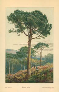 Pino piñonero de William Henry James Boot
