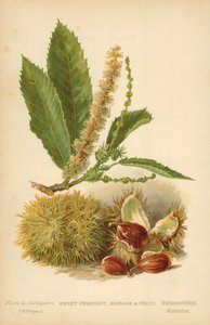 Castaño dulce, flor y fruto
