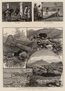 Los Campos de Oro de Wynaad, India del Sur de William Henry James Boot