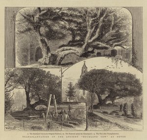 Transplante del antiguo tejo de Buckland en Dover de William Henry James Boot