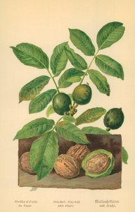 Nuez, follaje y fruto