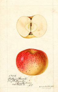 Manzanas favoritas de Shelleys (Malus domestica) (acuarela) de William Henry Prestele