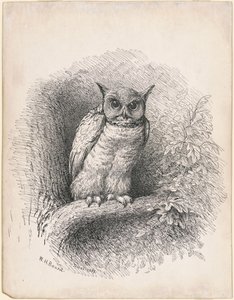 Búho de William Holbrook Beard