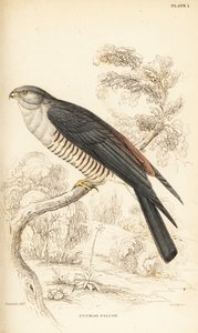 Halcón cuco africano, Aviceda cuculoides de William Home Lizars