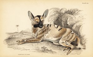 Perro salvaje africano, Lycaon pictus, en peligro de William Home Lizars