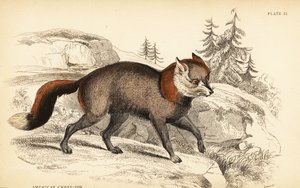 Zorro cruzado americano, Vulpes vulpes de William Home Lizars