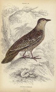 Attagis Latreillii