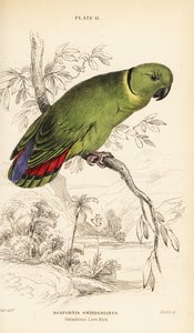 Inseparable de collar negro, Agapornis swindernianus de William Home Lizars
