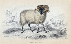 Carnero de cara negra, mediados del siglo XIX de William Home Lizars