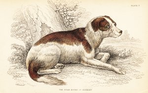 Perro jabalinero de Alemania, Canis lupus familiaris (Canis suillus) de William Home Lizars