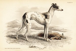 Galgo británico, Canis lupus familiaris de William Home Lizars