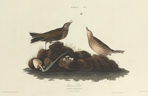 Alondra marrón, 1827