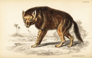 Hiena marrón o lobo de playa, Hyaena brunnea de William Home Lizars