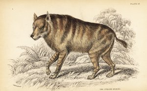 Hiena marrón o strandwolf, Hyaena brunnea (Hiena de la playa, Hyaena villosa) de William Home Lizars