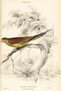 Periquito, Melopsittacus undulatus de William Home Lizars