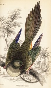 Loro barranquero o cotorra patagónica, Cyanoliseus patagonus de William Home Lizars