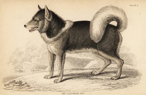 Perro esquimal canadiense o qimmiq, Canis lupus familiaris de William Home Lizars