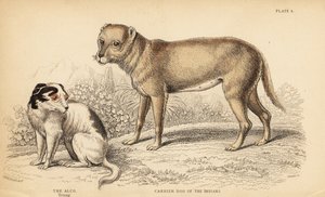 Perro de carga de los indios o el Techichi de México, ancestro del chihuahua, Canis lupus familiaris, y un joven perro Alco, Yzi-cuinte potzotli en México, Canis lupus familiaris (Canis alco)