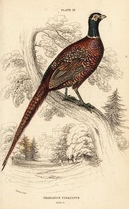 Faisán común (de cuello anillado), Phasianus colchicus torquatus (Phasianus torquatus)