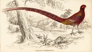 Faisán cobrizo o faisán de Soemmerring, Syrmaticus soemmerringii