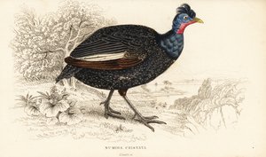 Gallina de Guinea crestada, Guttera pucherani de William Home Lizars