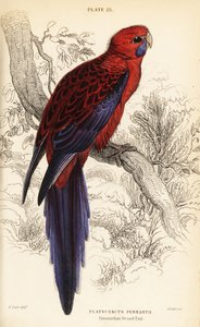 Rosella carmesí, Platycercus elegans de William Home Lizars