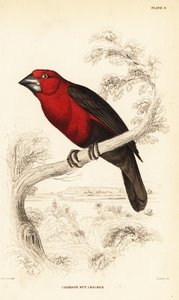 Quebrantahuesos carmesí, Pyrenestes sanguineus sanguineus de William Home Lizars