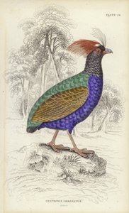 Cryptonix Coronatus de William Home Lizars