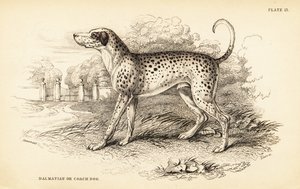 Perro dálmata o perro de carruaje, Canis lupus familiaris de William Home Lizars