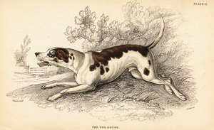 Perro de caza, Canis lupus familiaris de William Home Lizars
