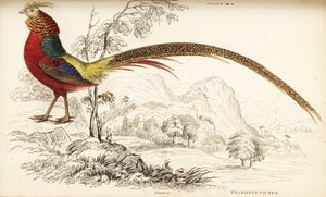 Faisán dorado o faisán chino, Chrysolophus pictus
