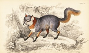 Zorro gris, Urocyon cinereoargenteus de William Home Lizars
