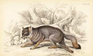 Zorro gris, Urocyon cinereoargenteus de William Home Lizars