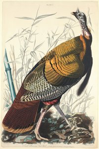 Gran gallo americano, 1827 de William Home Lizars