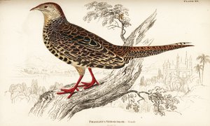 Faisán verde japonés, hembra, Phasianus versicolor