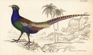Faisán verde o faisán verde japonés, macho, Phasianus versicolor