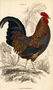Gallo de Sonnerat, Gallus sonneratii de William Home Lizars
