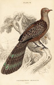 Faisán pavo real gris o faisán pavo real birmano, Polyplectron bicalcaratum
