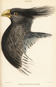Cabeza del turaco occidental, Crinifer piscator de William Home Lizars