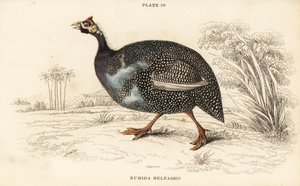 Gallina de Guinea con casco, Numida meleagris de William Home Lizars