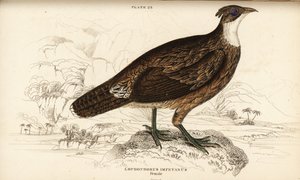 Monal del Himalaya, hembra, Lophophorus impejanus de William Home Lizars