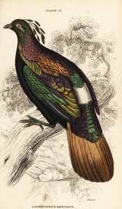 Monal del Himalaya, macho, Lophophorus impejanus