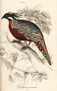 Faisán Koklass, Pucrasia macrolopha