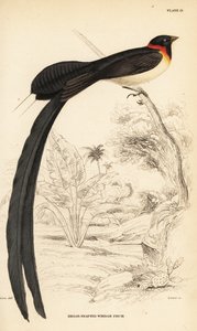 Viuda del paraíso de cola larga, Vidua paradisaea