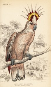 Cacatúa de Mitchell, Lophochroa leadbeateri de William Home Lizars