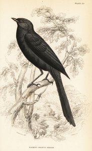 Papamoscas negro del norte, Melaenornis edolioides