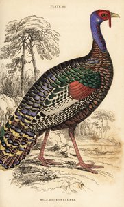 Pavo ocelado, Meleagris ocellata de William Home Lizars