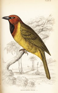 Tejedor de nuca oliva, Ploceus brachypterus