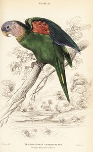 Amazona alinaranja, Amazona amazonica de William Home Lizars