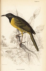 Reyezuelo oropéndola, Hypergerus atriceps de William Home Lizars